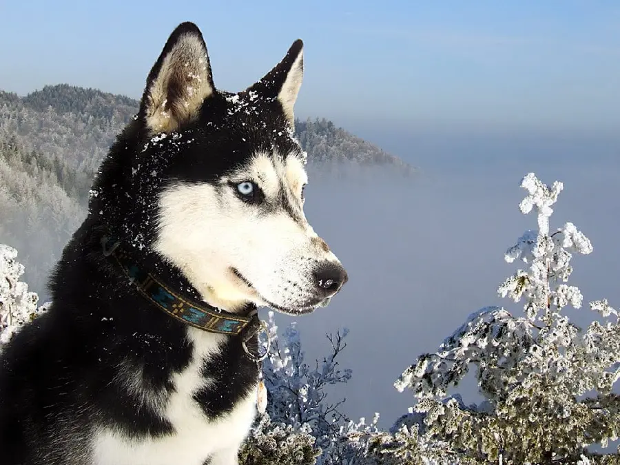 Stylish background image of a Malamute husky in excellent quality