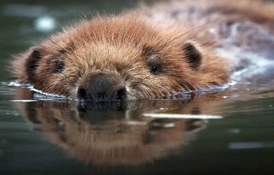 Download a unique and spectacular beaver stock image