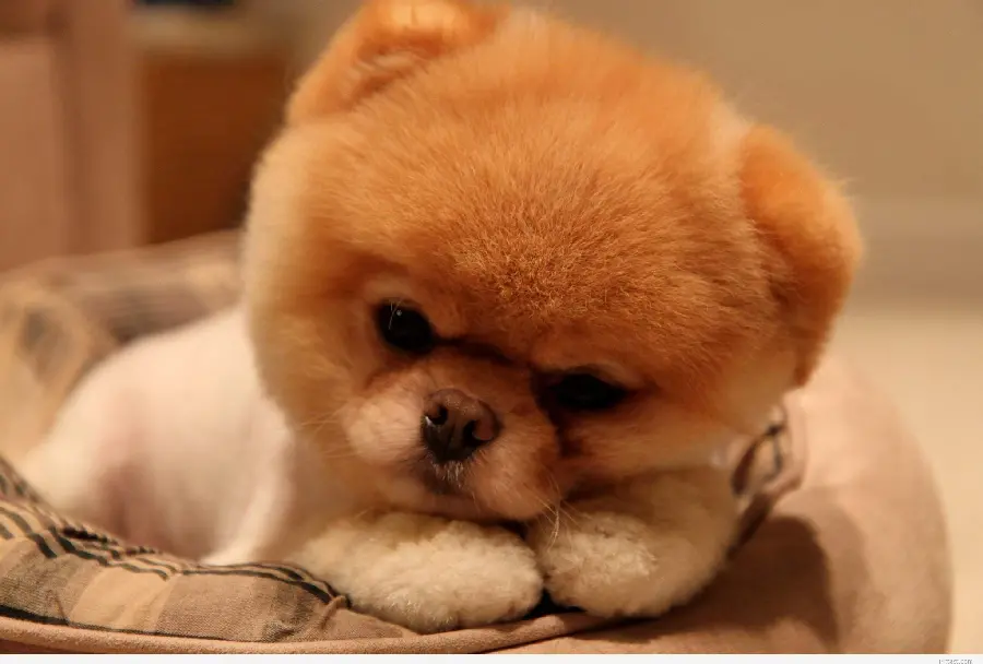 Pomeranian puppy wallpaper for printing on a chassis board 