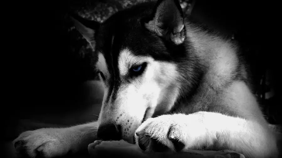Black and White Husky Wallpaper for Desktop