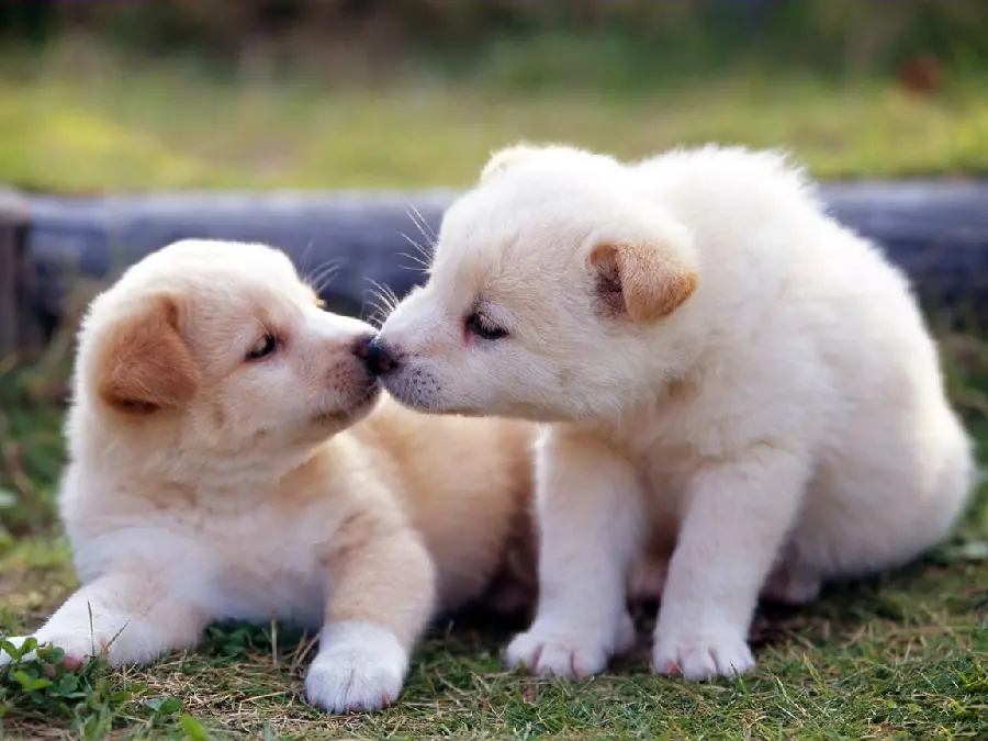 Desktop background photo of Akita puppies