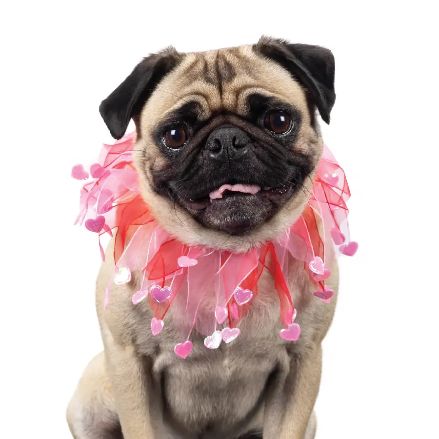 Valentine-themed dog wallpaper in full HD quality