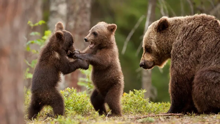 Wallpaper from Bear cubs playing in the wild