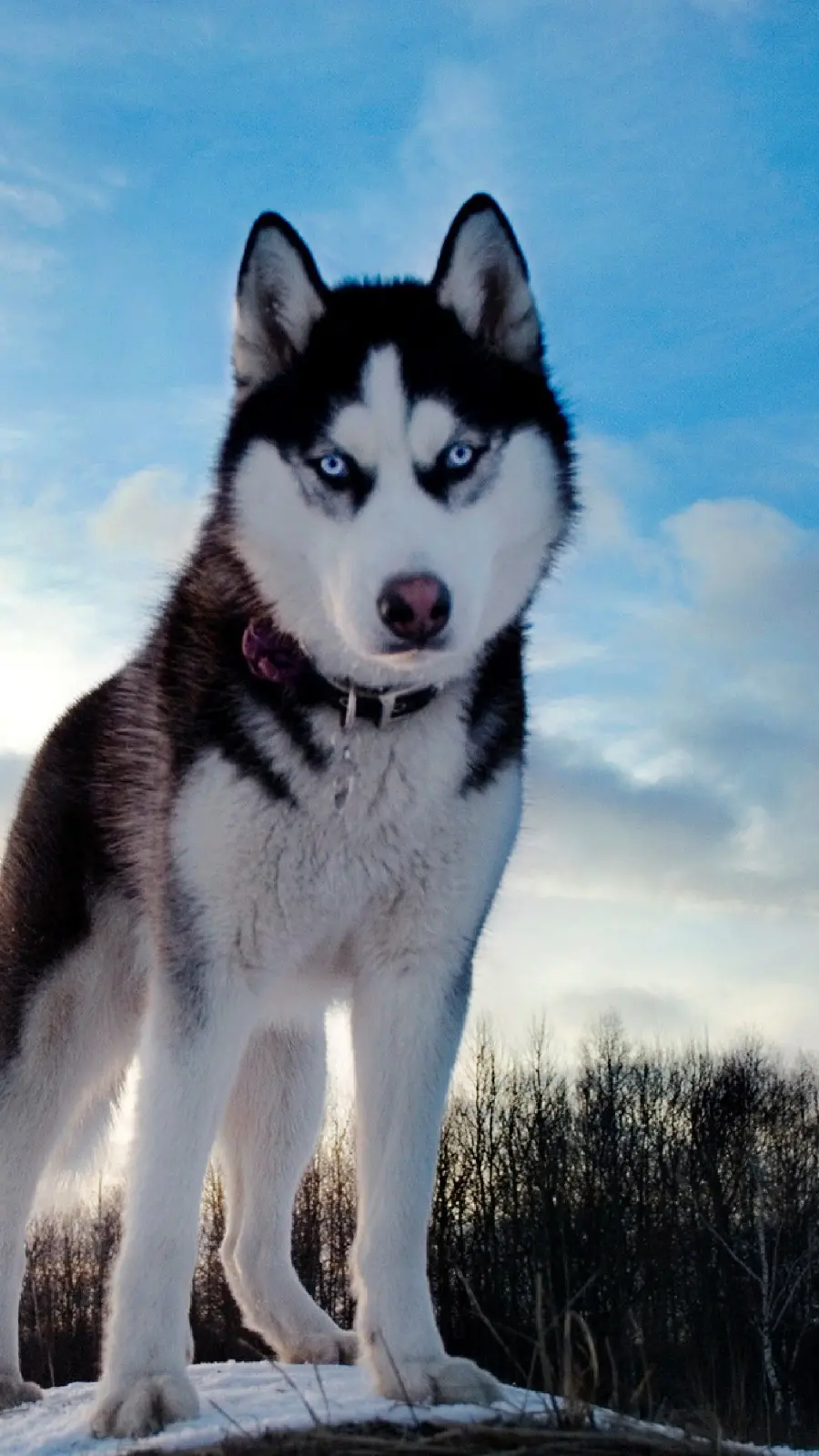 Background for phone background of red husky