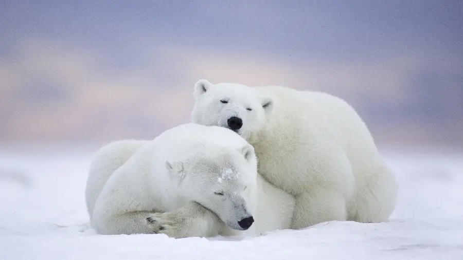 Pure and wonderful HD polar bear wallpaper
