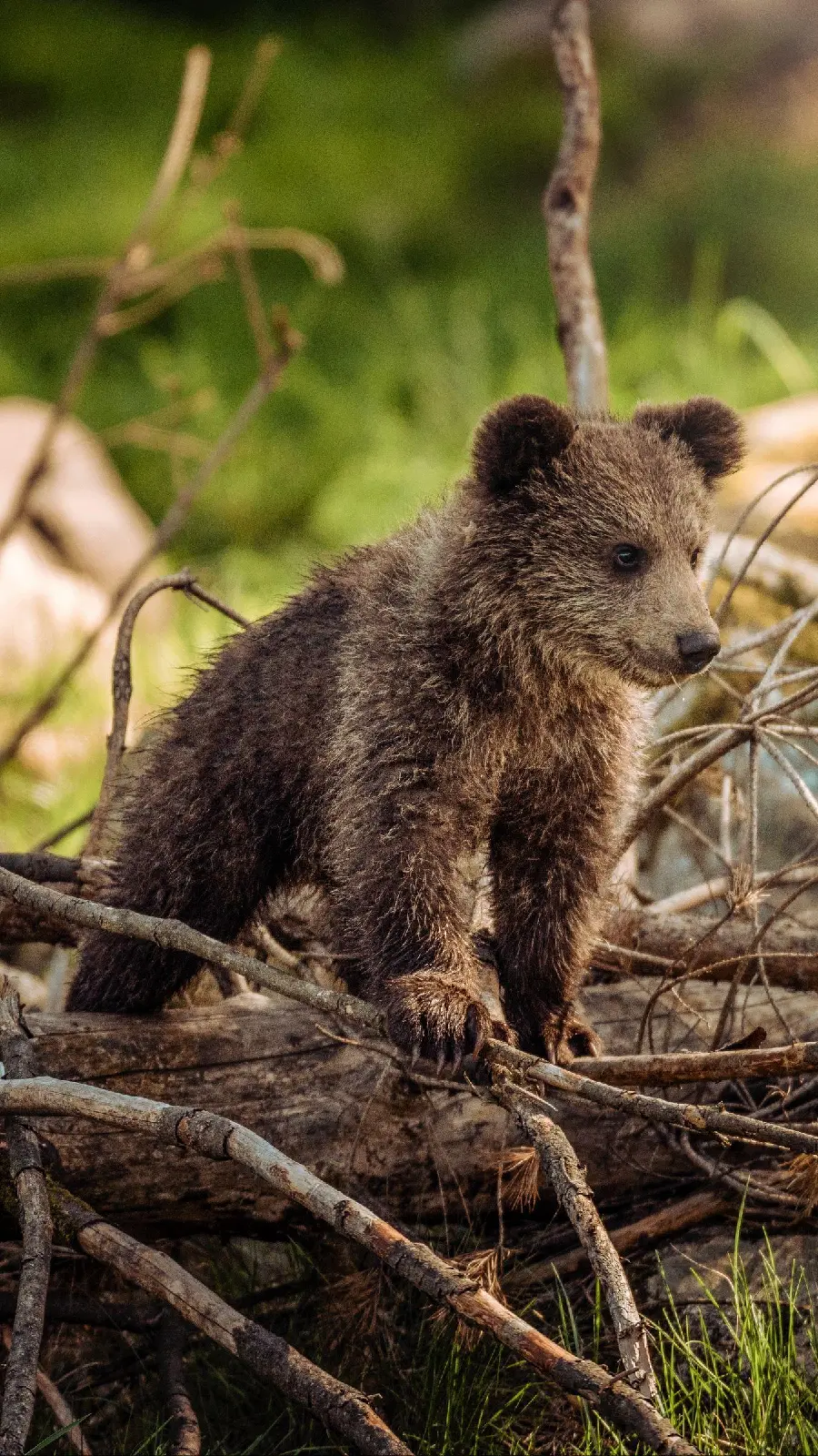 Cute bear cub wallpaper