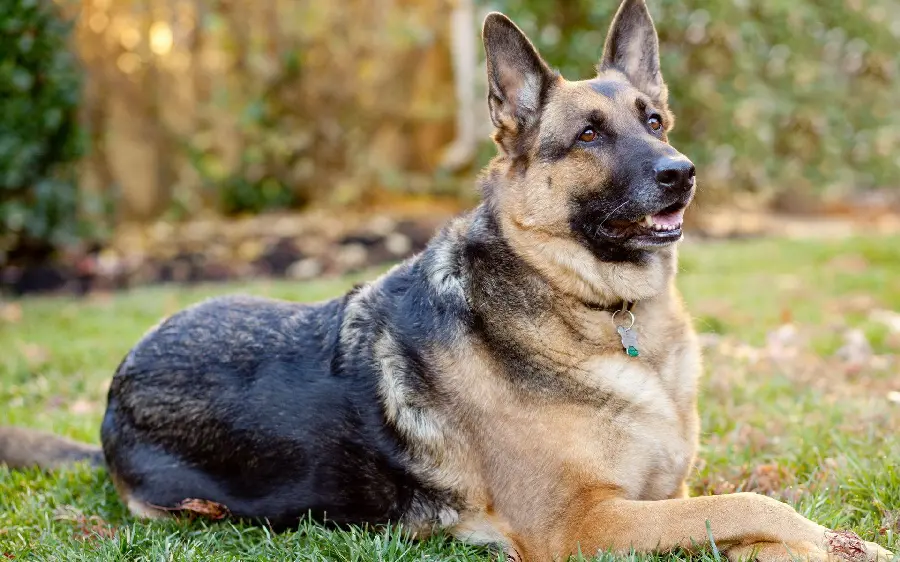 High Quality Photo of German Shepherd Rex for Printing