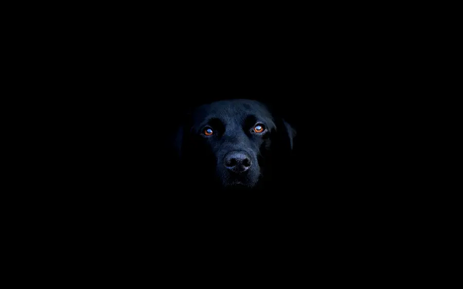 Cool Background of Black Labrador Retriever on Black Background