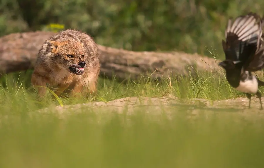 Wild and angry jackal background image in FULL HD quality
