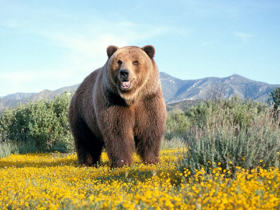 Free Download HD Wallpapers of Free Bears