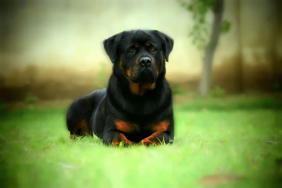 The latest designed background of dogs for desktop 