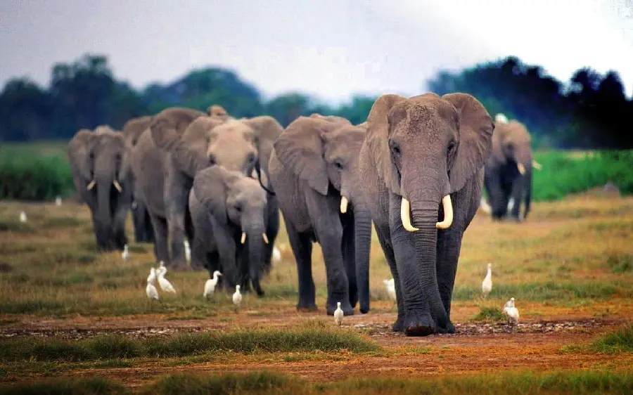 Photo of a herd of African elephants walking with each other