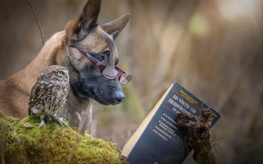 Funny Wallpaper for Desktop of a Book-Reading German Shepherd Dog