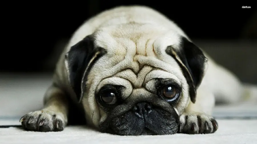 Attractive and spectacular wallpaper of a pug dog from the popular pet breeds 