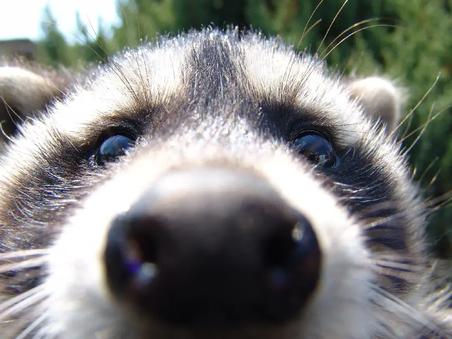High Quality Baby Raccoon Photo for Virtual Page Profile