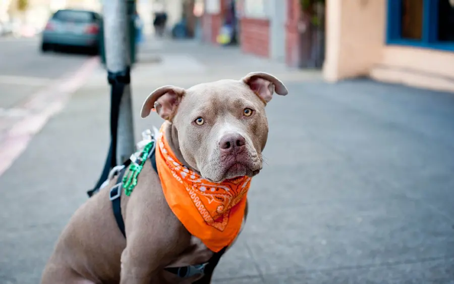 Dangerous Pit Bull dog photo 4K with direct download link