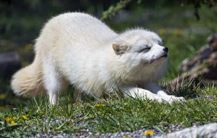 Free download of Arctic Fox photos for social media profiles