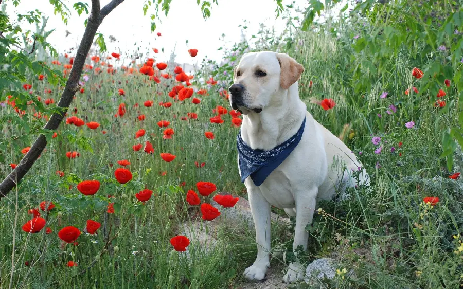 Labrador Stock Image Domestic Labrador Retriever with a Scarf