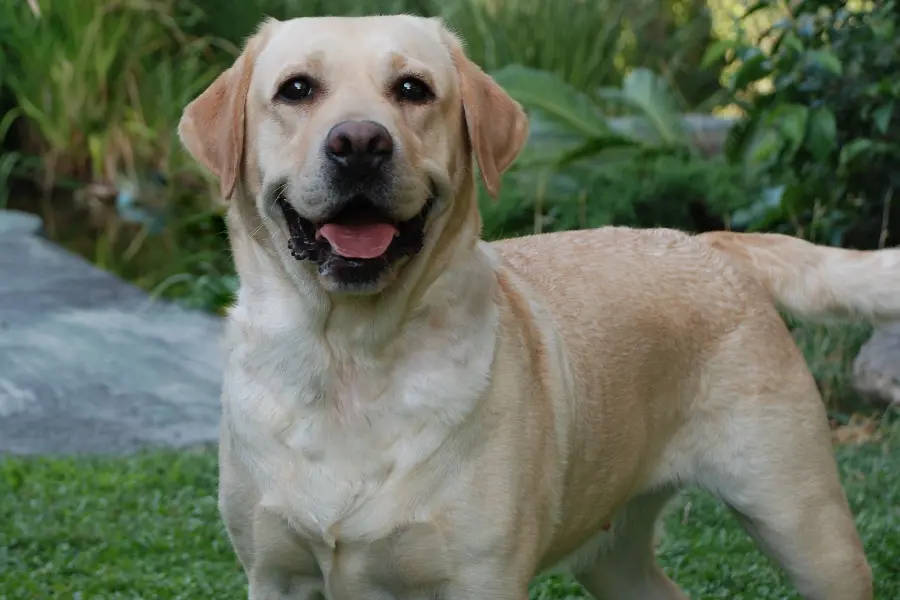 Beautiful Photo for Printing on T-Shirts with Labrador Retriever Dog Design