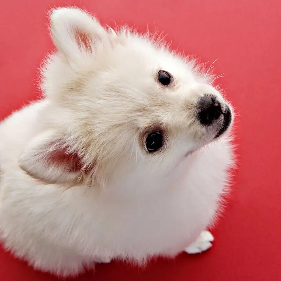 Beautiful Japanese Spitz Puppy Stock Image for Stories