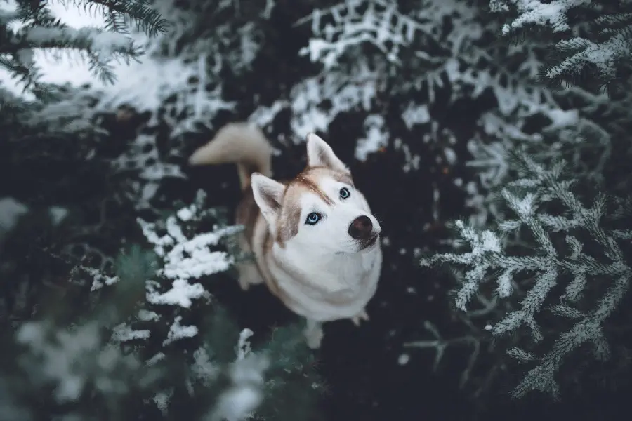 High quality wallpaper for desktop with a real Husky design