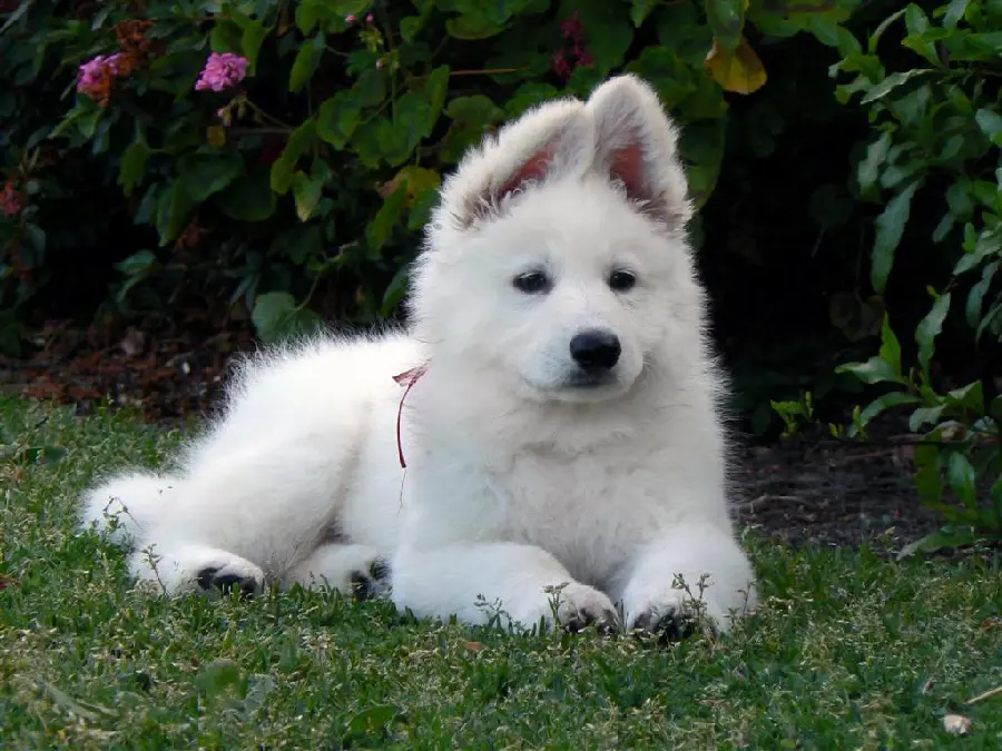 High Quality Photo of White German Shepherd for Profile 