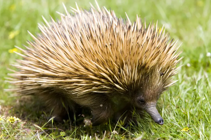 Anteater or spiny anteater or echidna