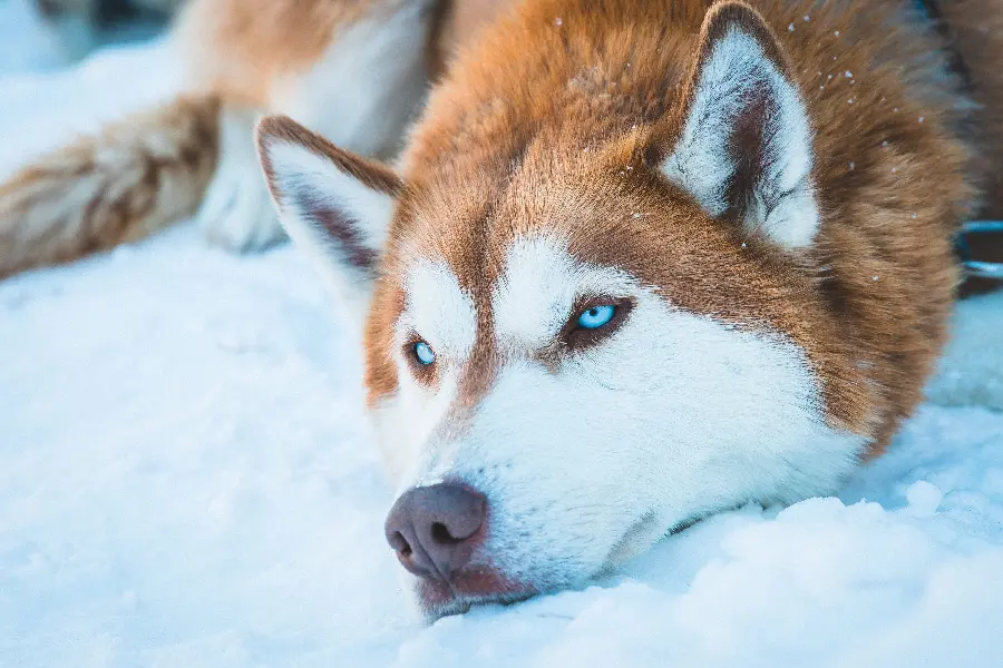 Dream Red Husky Profile Image for Pet Lovers