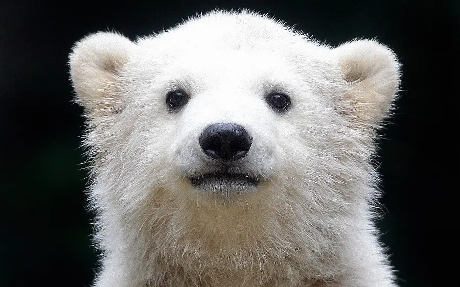 Background photo of a polar bear cub or white bear