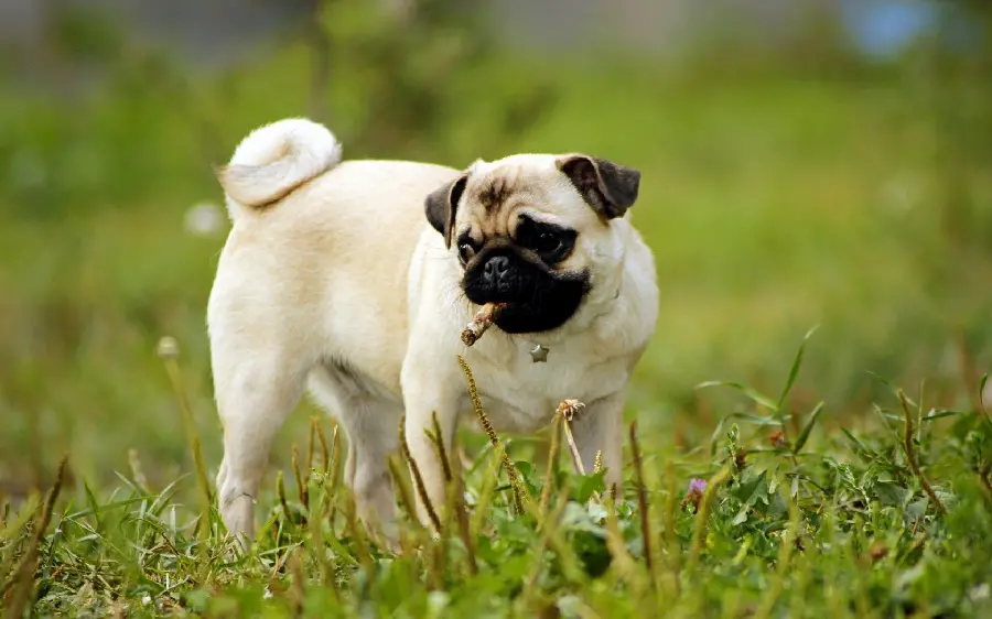 Desktop wallpaper of the popular small breed dog Pug 4K