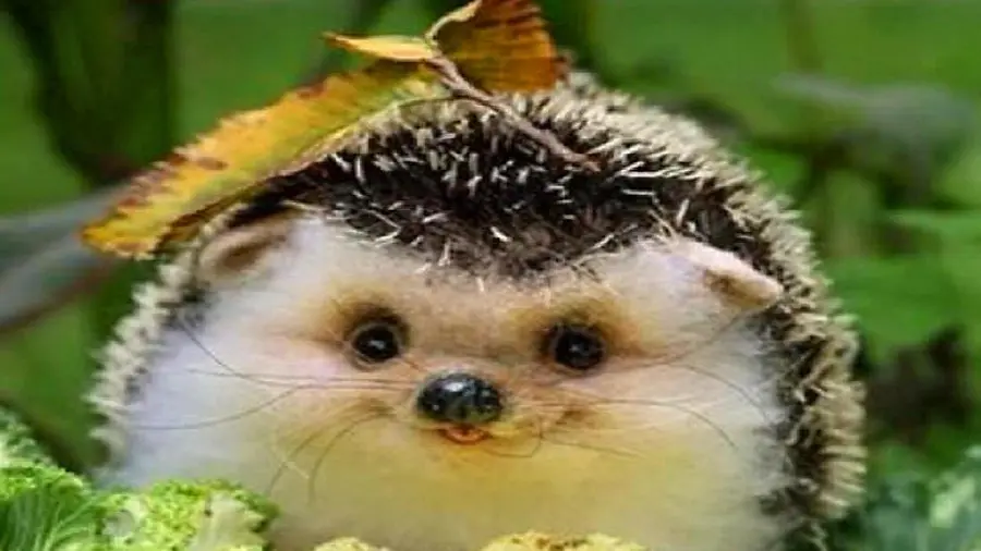 Cute and cute baby hedgehog wallpaper for animal lovers