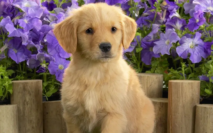 Download High Resolution Labrador Retriever Stock Image