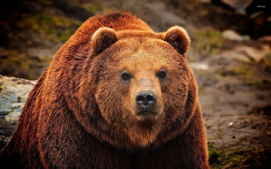 HD Resolution Background of a Young and Cheerful Grizzly Bear