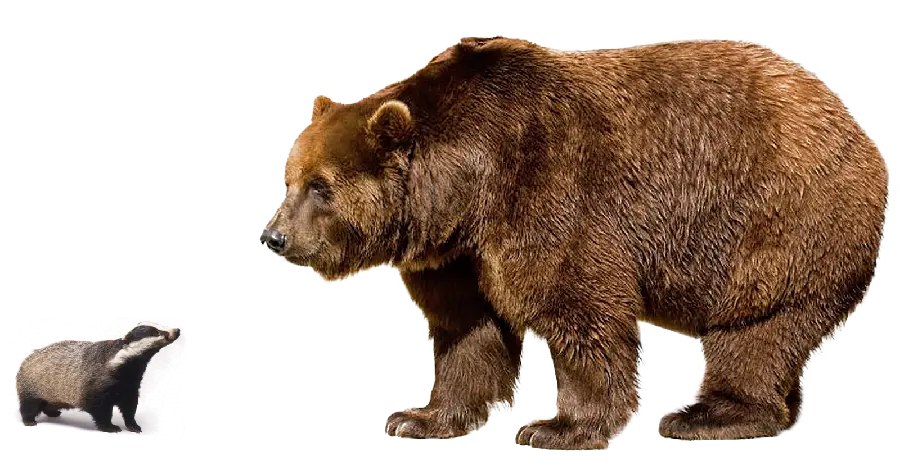 Amazing Bear Background in PNG Format