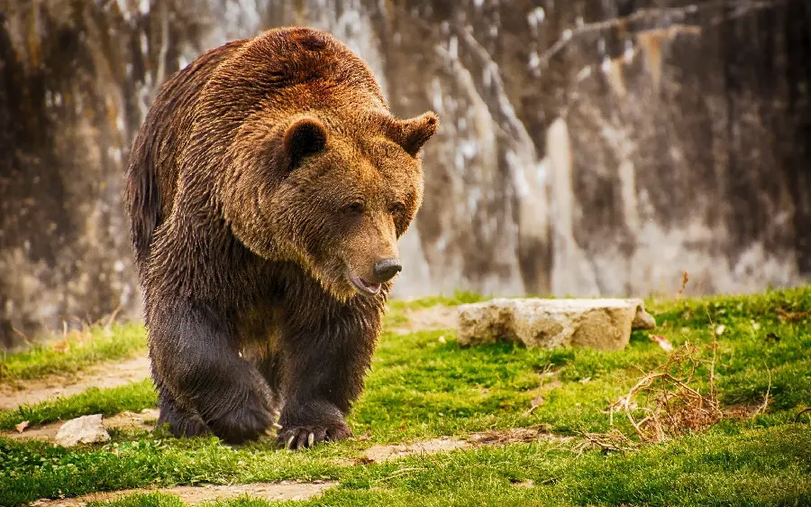 Stock image for a highlight story cover with Grizzly Bear Design