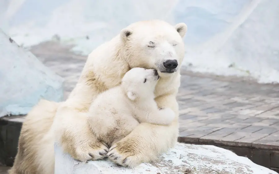 Wallpaper of a baby polar bear next to its mother with the best quality