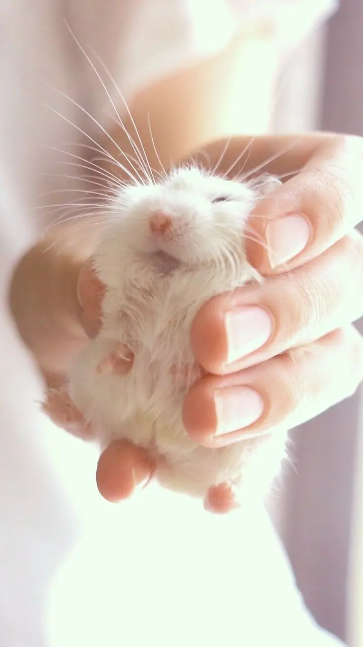 Snowy hamster In human hands