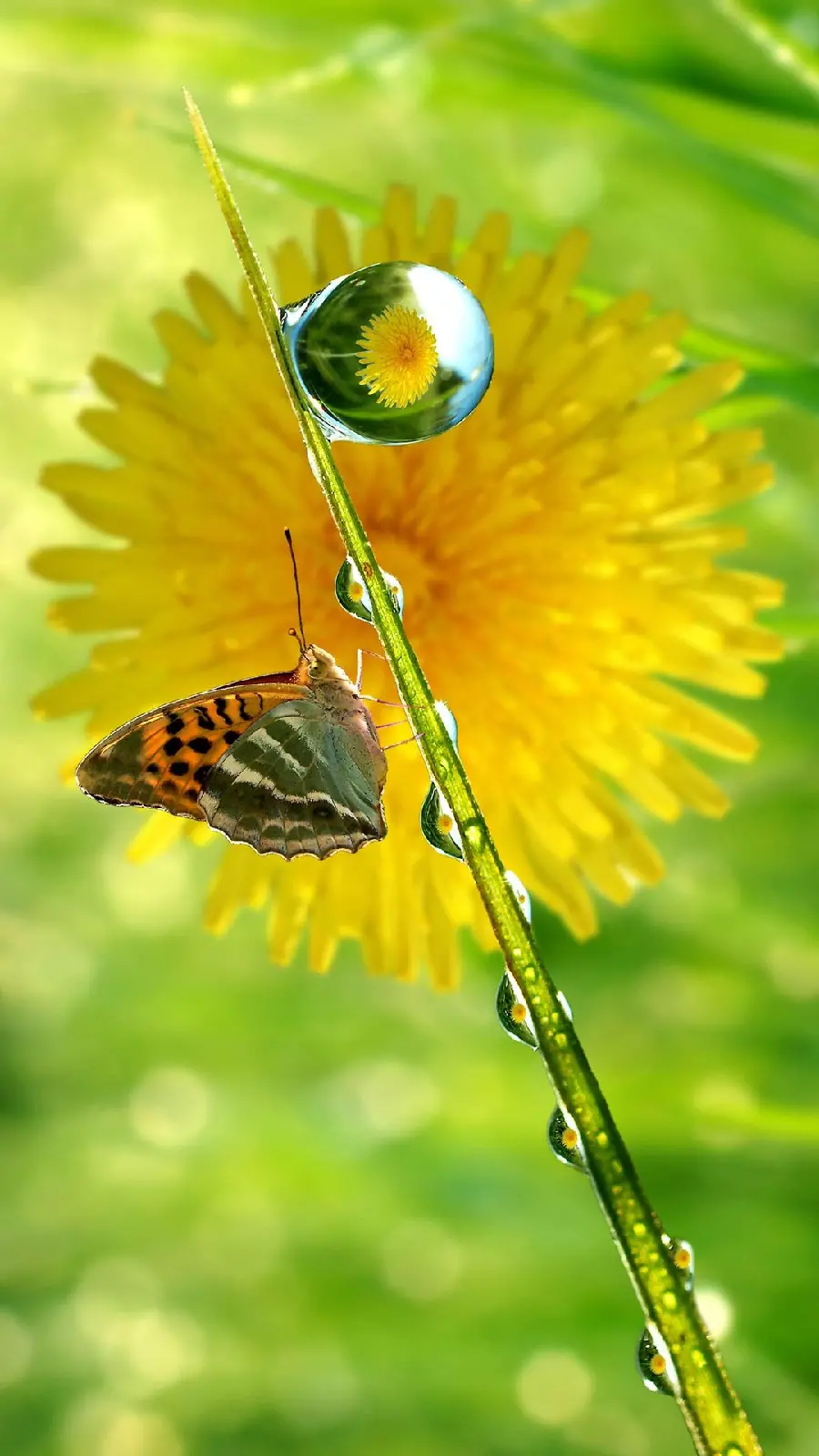 Dreamy background photo of a silver-footed butterfly on a yellow flower for iPhone 