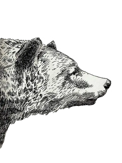 The most mysterious wallpaper without a background of a bear drawing PNG