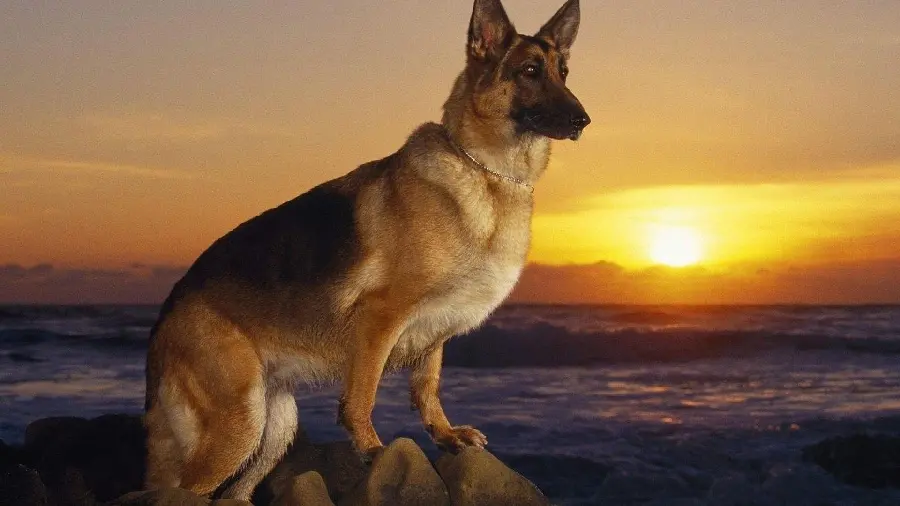 Unique background of the German Shepherd Rex with the background of the sunset sky 