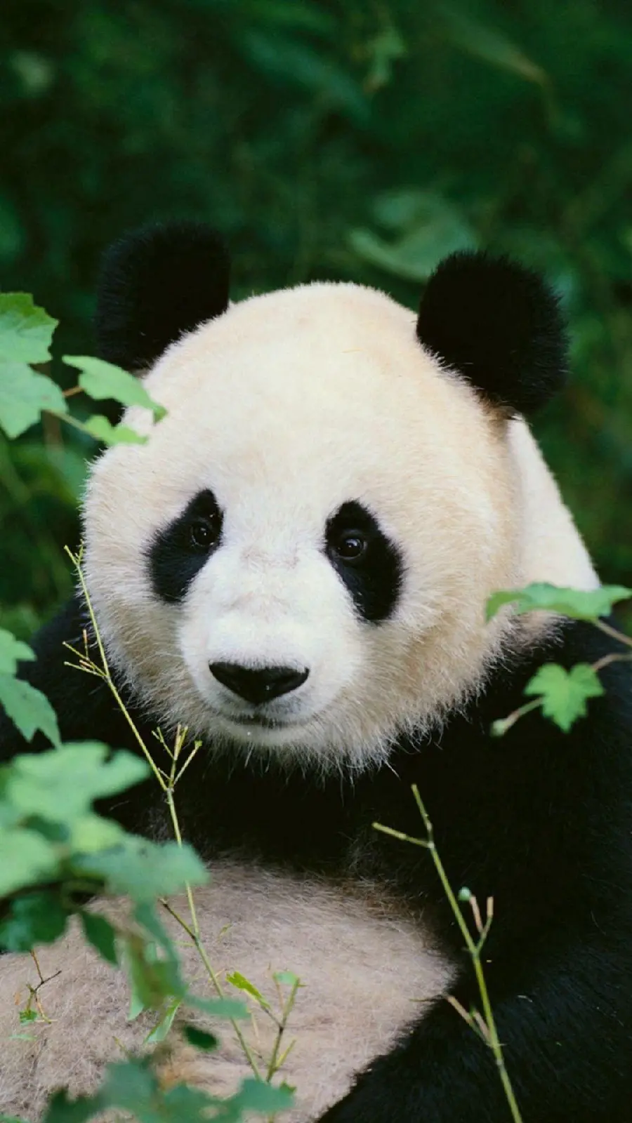 Wallpaper of the famous Chinese bear panda for background iPhone