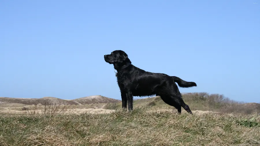 Amazing Black Labrador Retriever Wallpaper