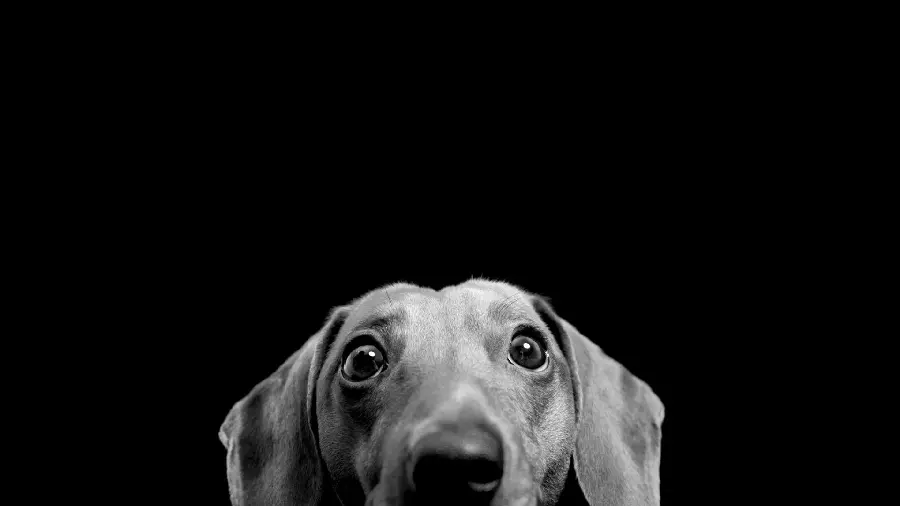 Cool and cute black and white profile photo of a dog for desktop 