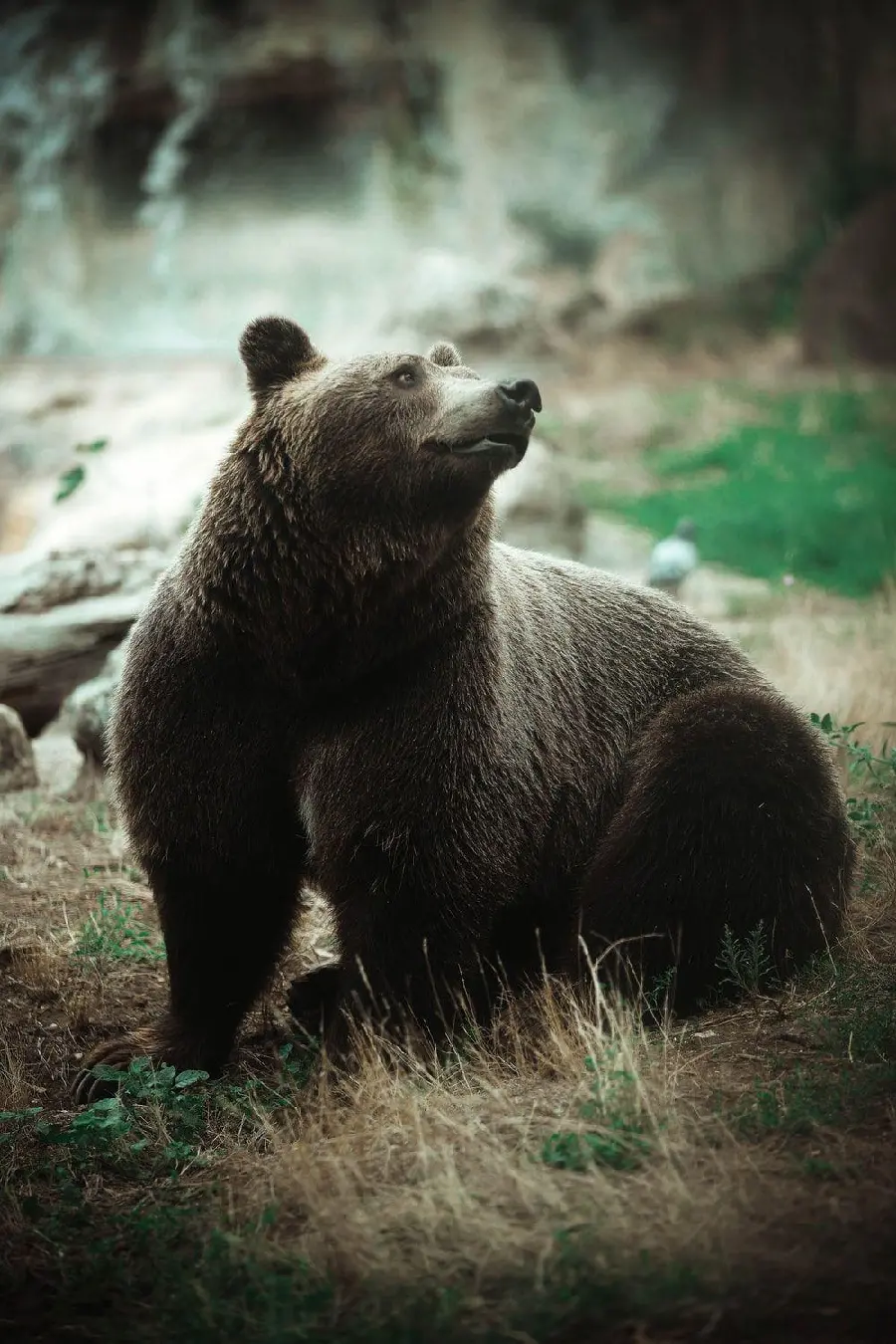 Spectacular Stock Photo of a Grizzly Bear Alone in the Wild