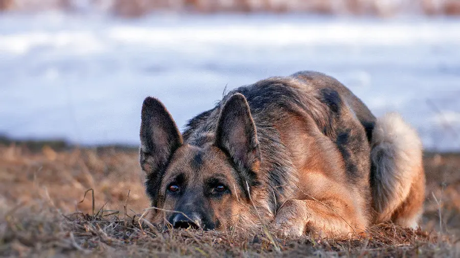 Download 4K dog desktop backgrounds