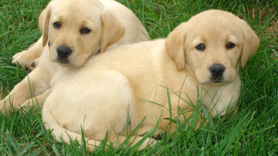 Background with excellent quality of Labrador Retriever