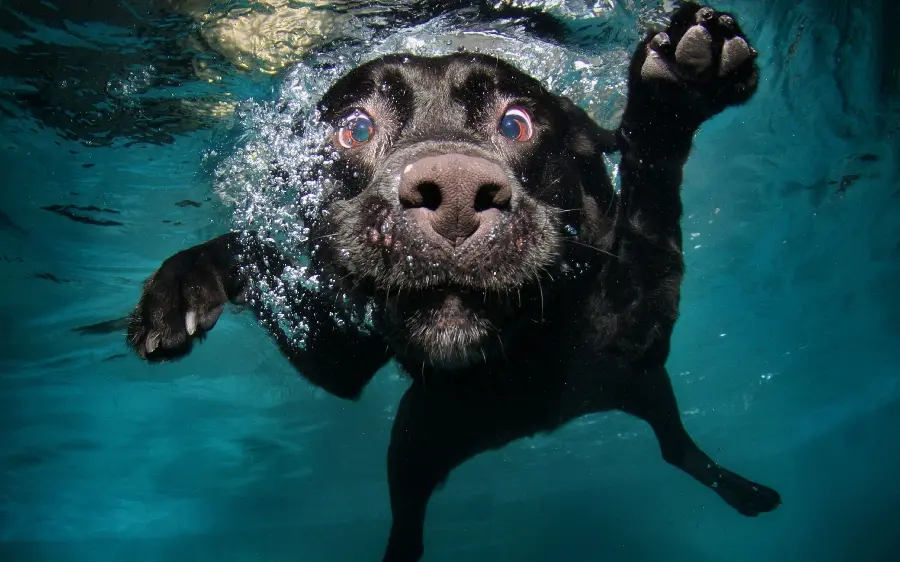 Free funny dog ​​stock photo with direct download link 