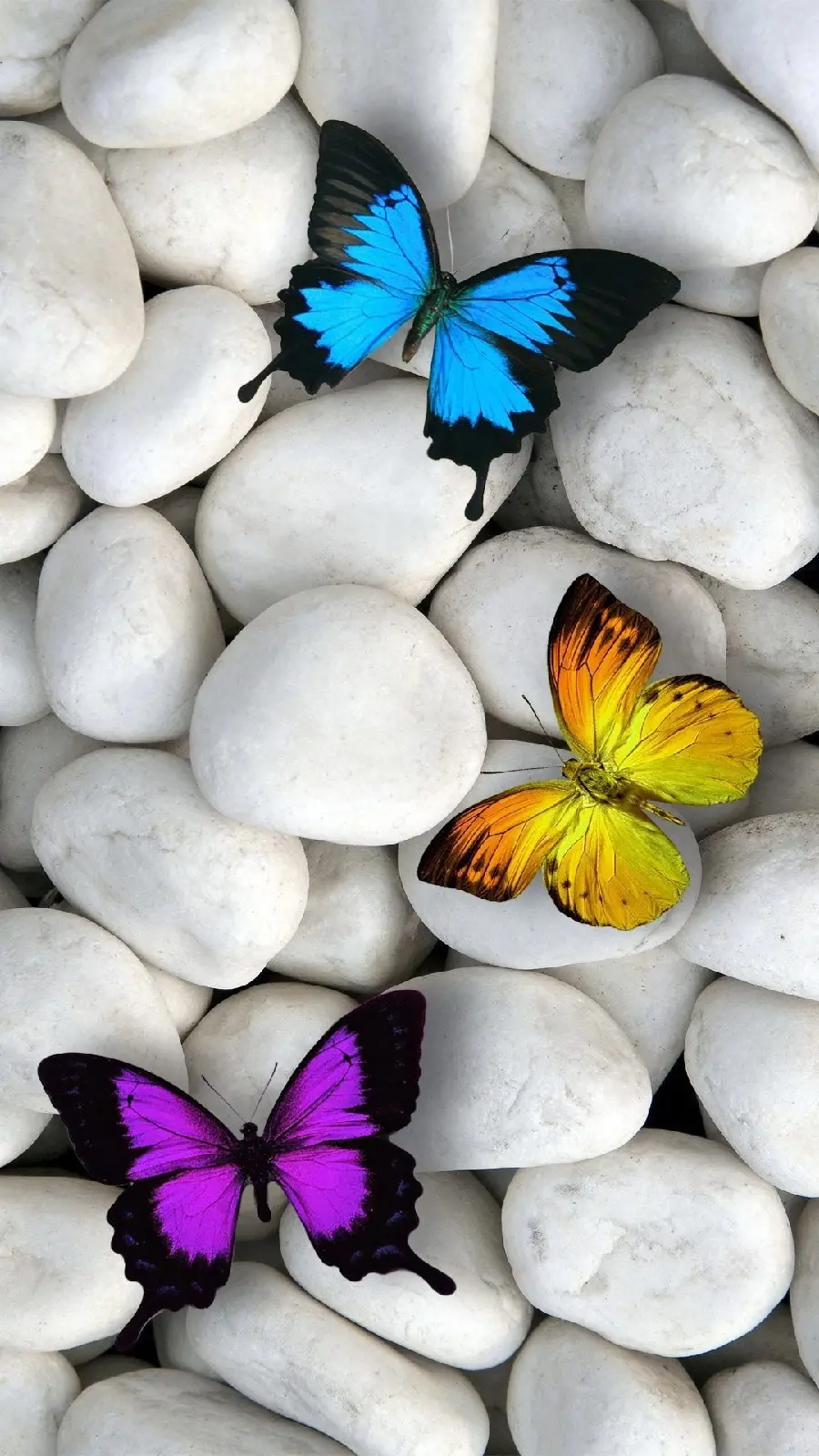 Cute Colorful Butterflies Background iPhone Image on White Polished Stones Background
