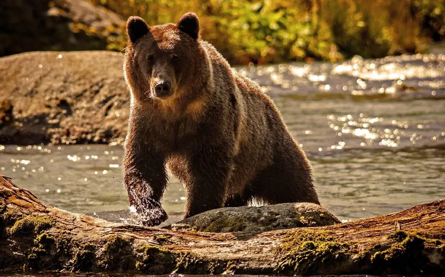 Stock photo of a grizzly bear for making documentary clips
