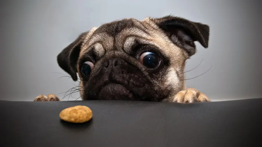 Amazing and cute dog backgrounds with 4K resolution
